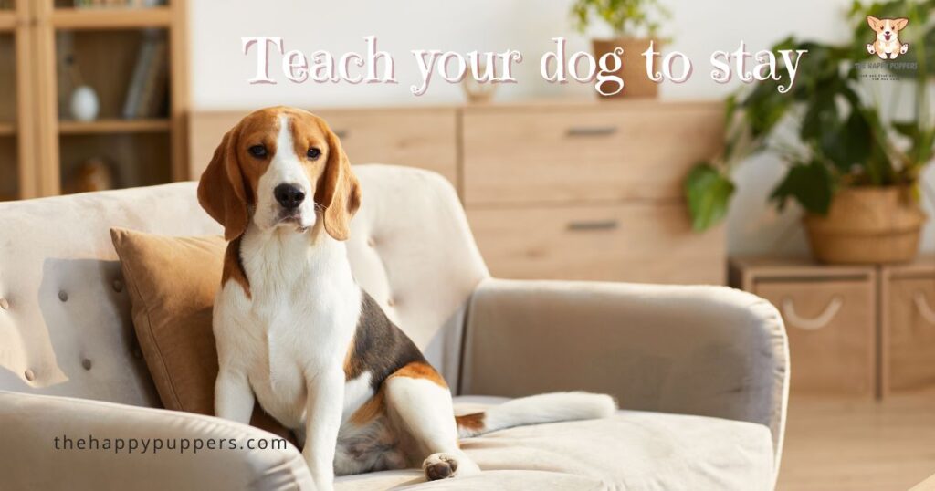 Teach your dog to stay