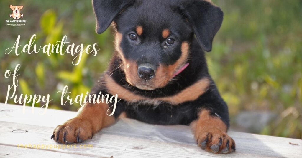 Advantages of puppy training