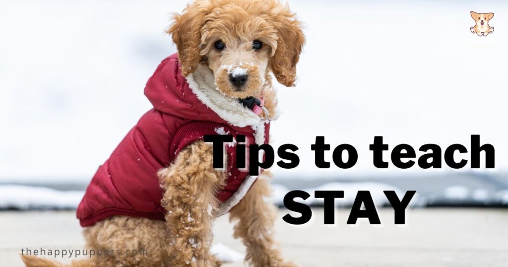 Tips to teach stay