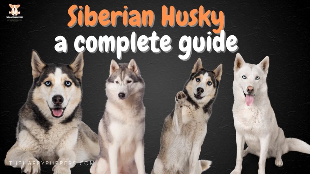 siberian-husky-guide