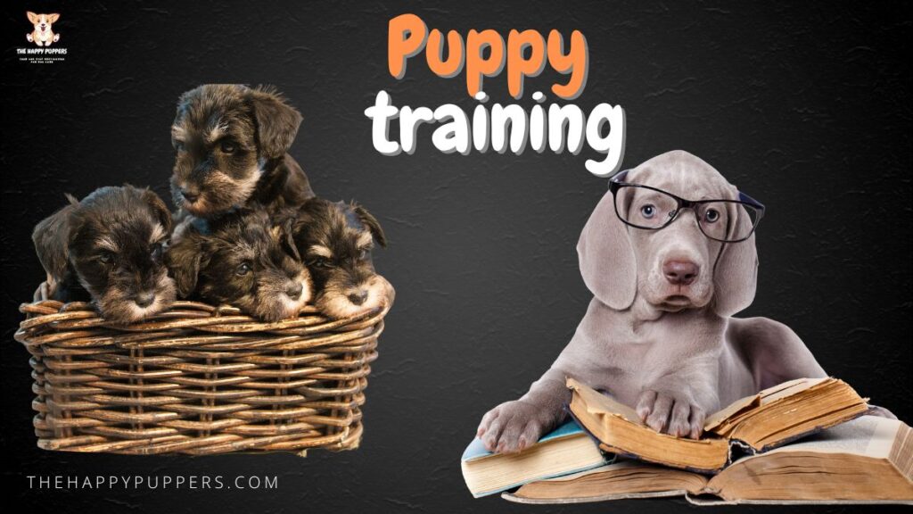 puppy training