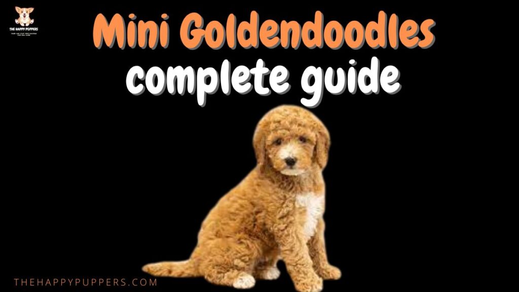 mini goldendoodle