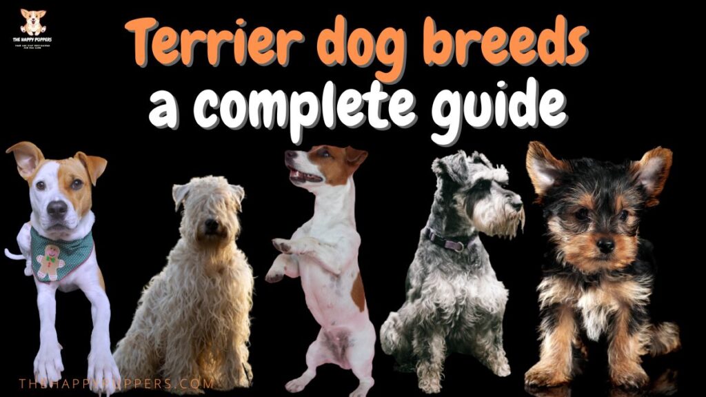 Terrier dog breed