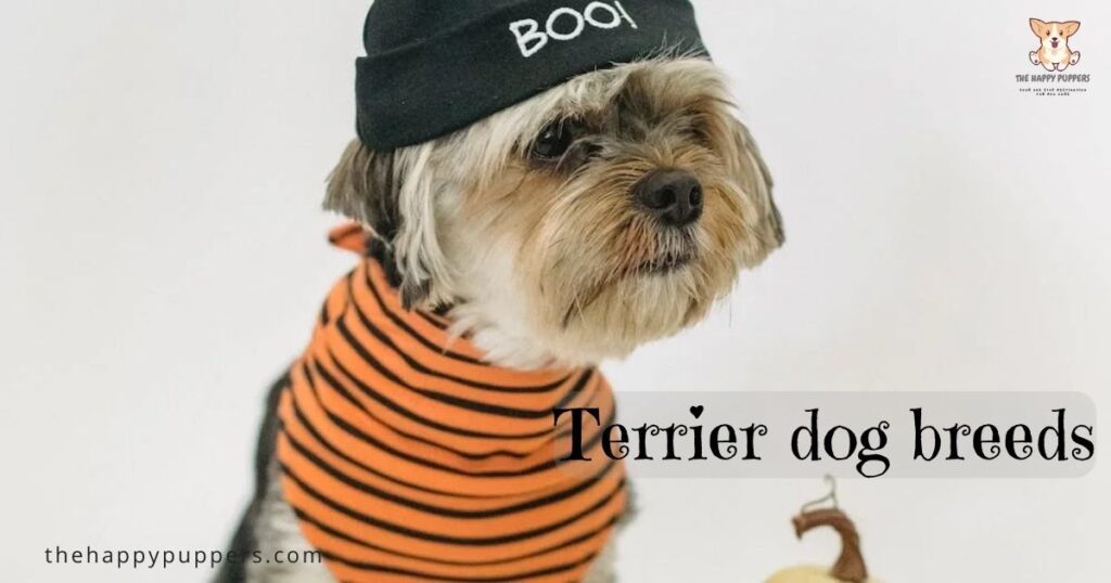 terrier breed dog