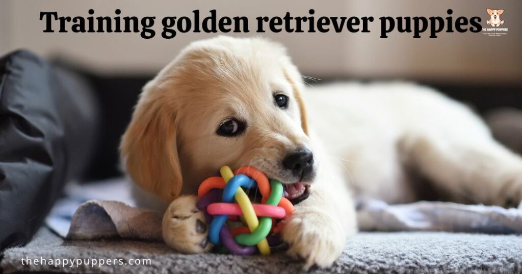 Training golden retriever puppies