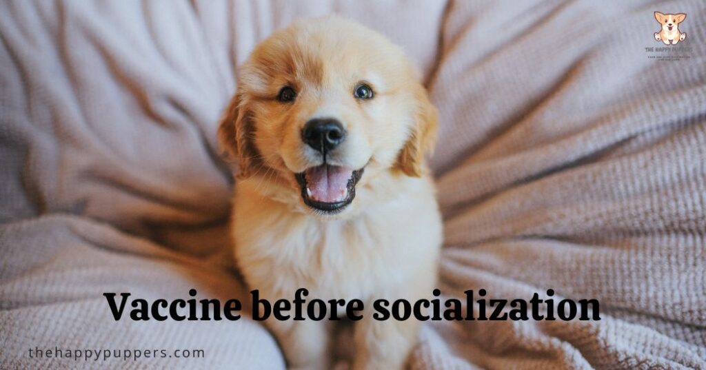 Vaccine before socialization
