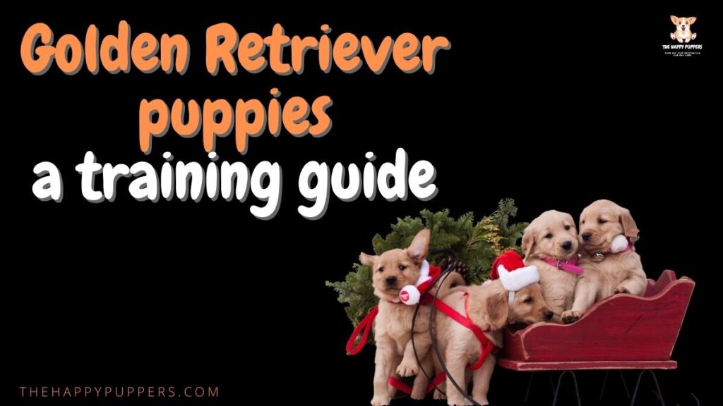 Golden Retriever puppies a training guide