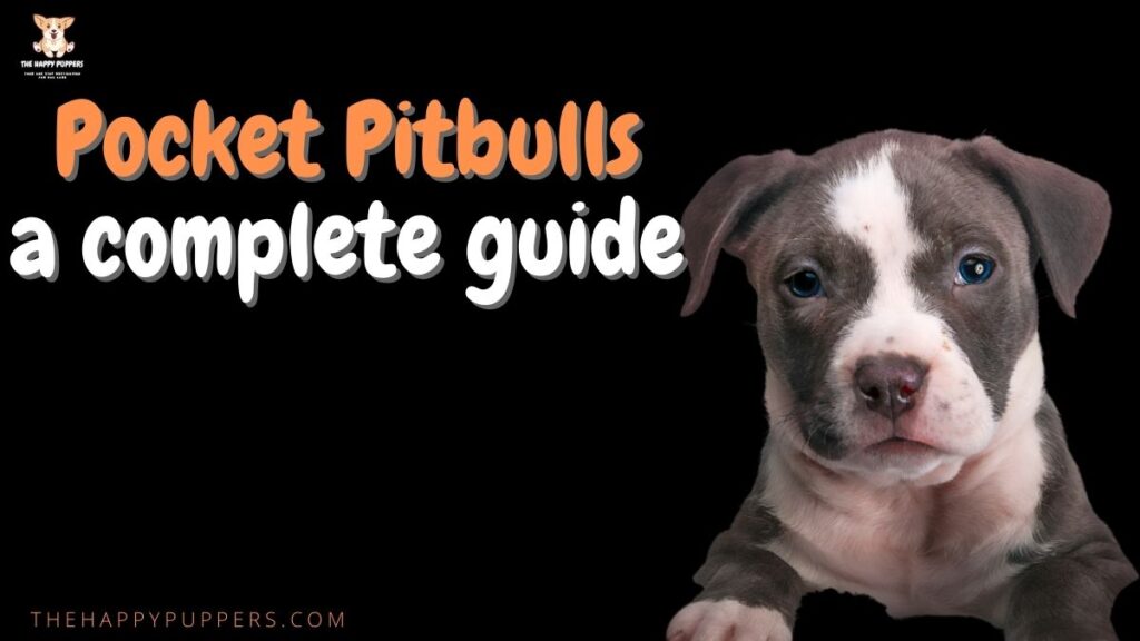 Pocket pitbulls a complete guide