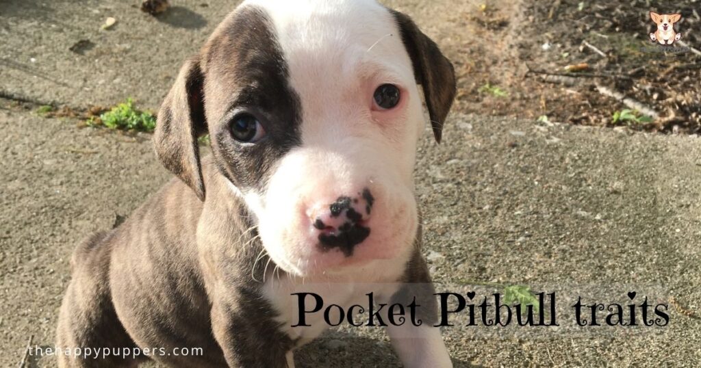 Pocket Pitbull traits