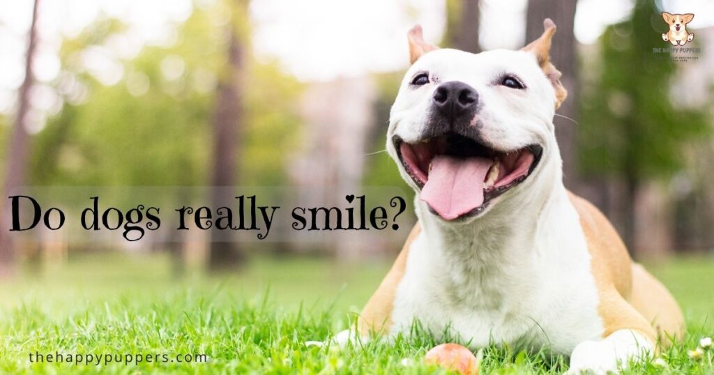 Do dogs really smile