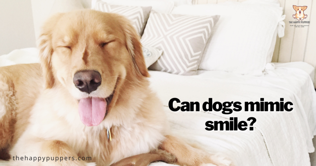 Can dogs mimic smile?