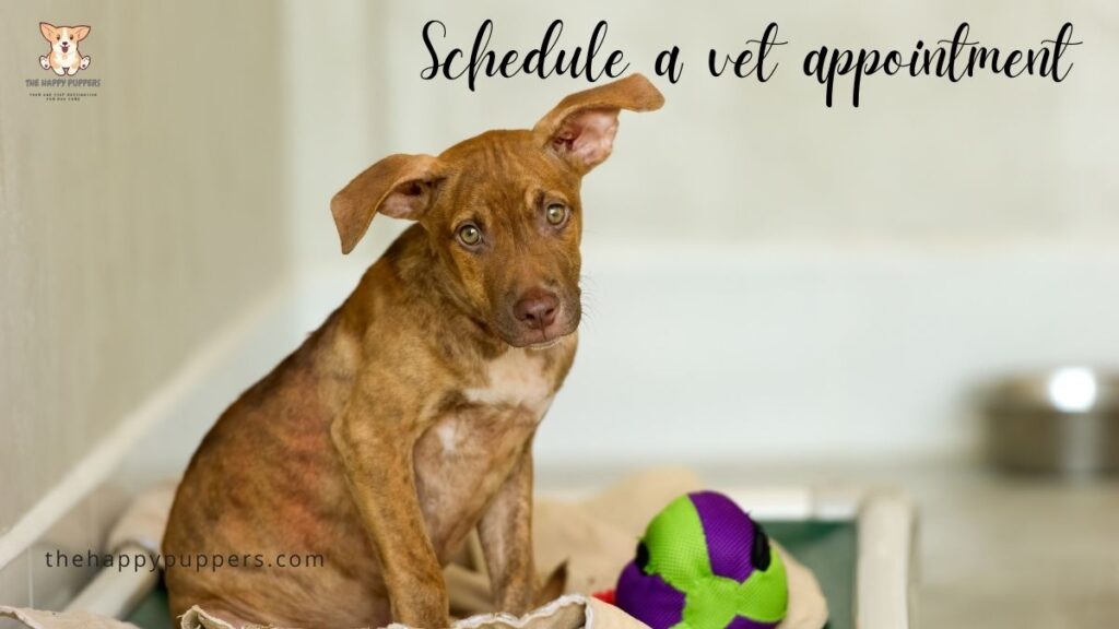 schedule a vet appointment