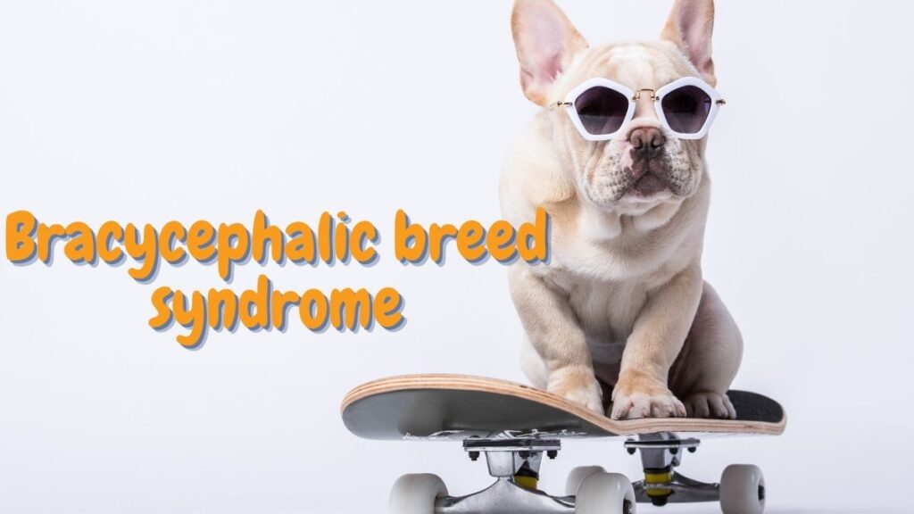 Bracycephalic breed syndrome