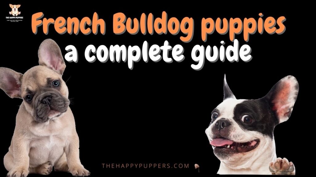 french bulldog puppies