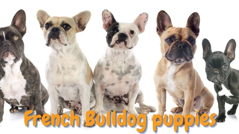 French Bulldog puppies - a complete guide - The Happy Puppers