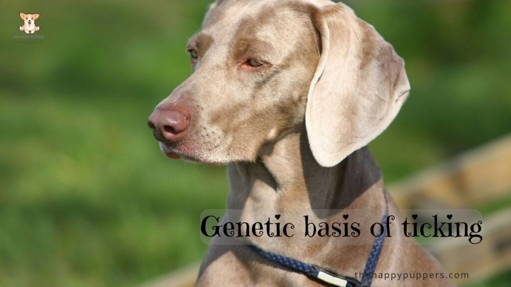 Genetic basis of ticking