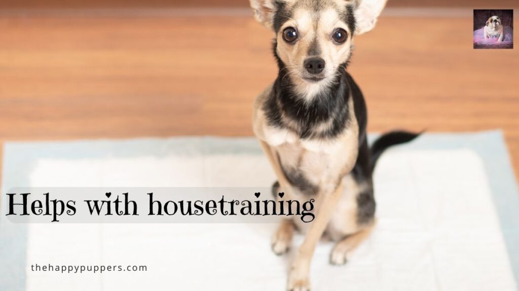helps with housetraining