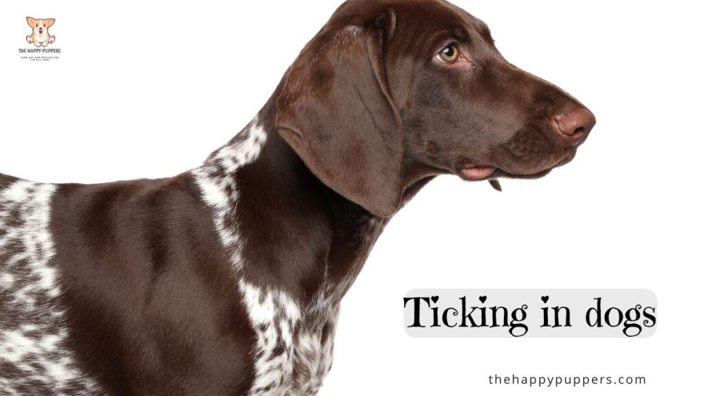 ticking in dogs