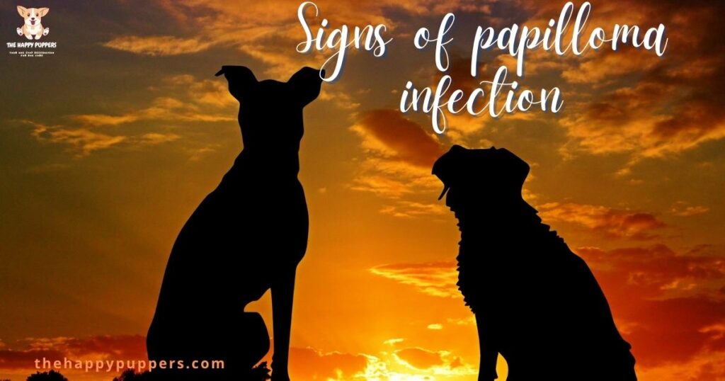 Signs of papilloma infection