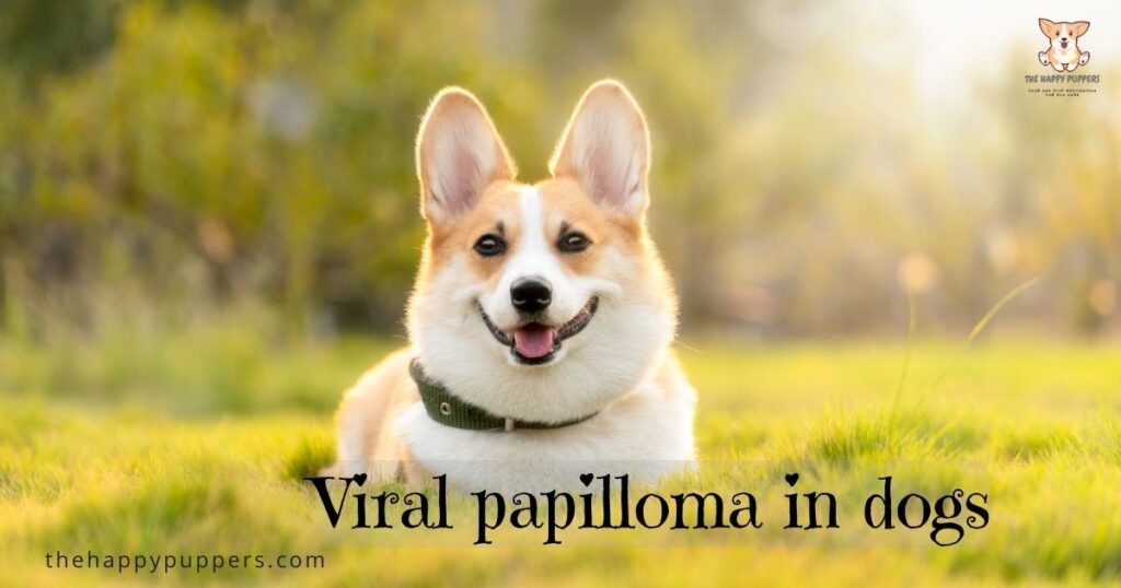 Viral papilloma in dogs