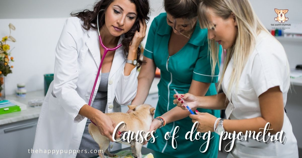 Dog pyometra a complete guide The Happy Puppers