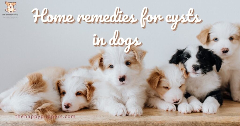 Home remedies for cysts in dogs