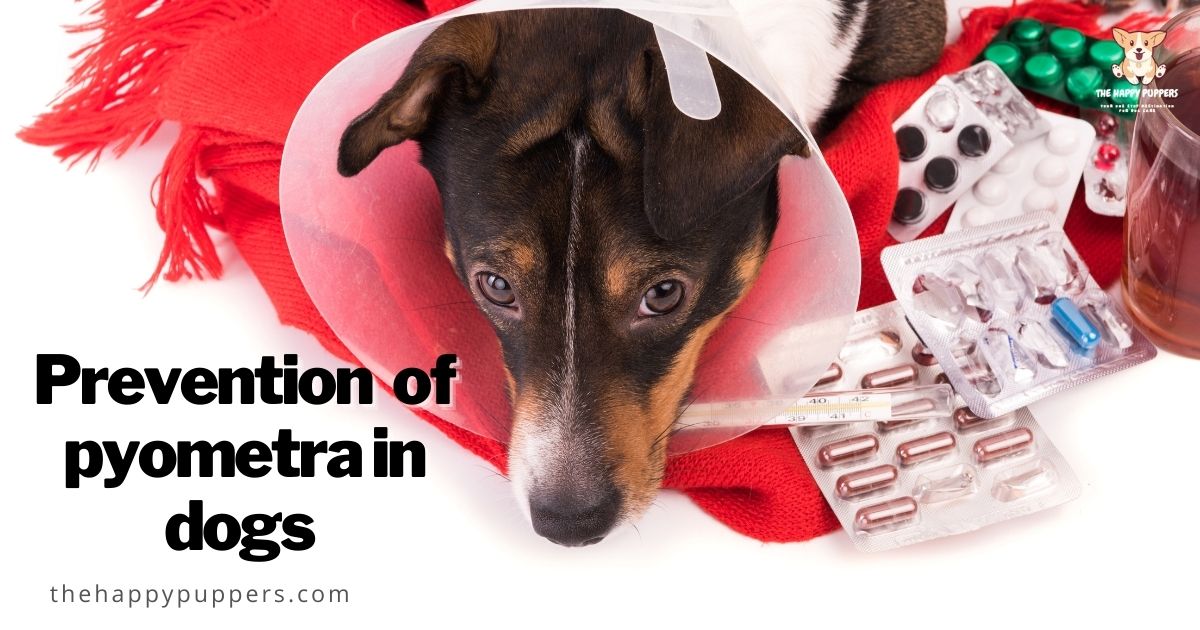 Dog pyometra a complete guide The Happy Puppers