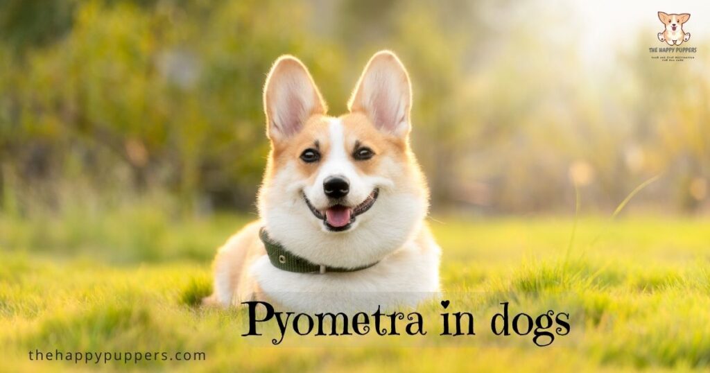 Pyometra in dogs