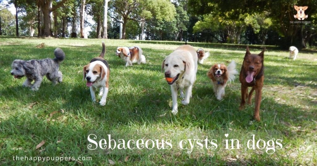 Sebaceous cysts in dogs