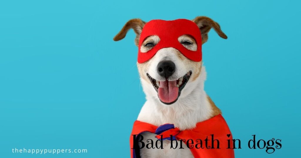 Bad breath in dogs