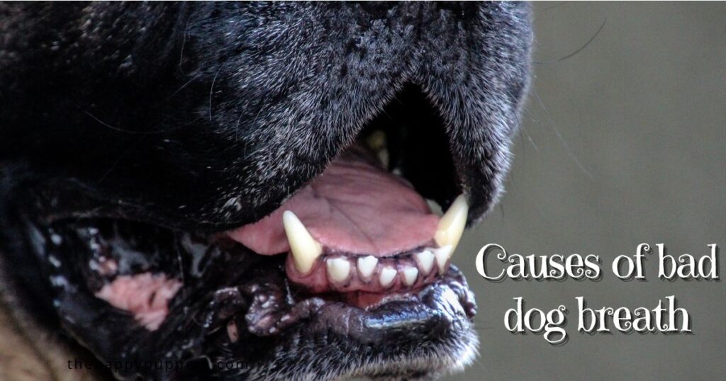 Causes of bad dog breath