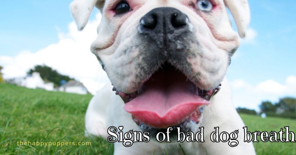 Signs of bad dog breath
