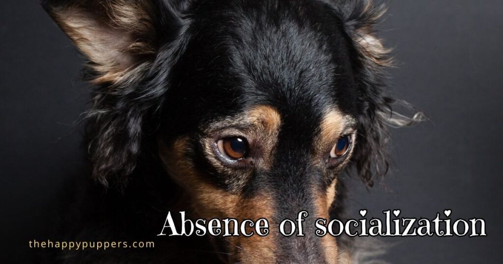 Absence of socialization