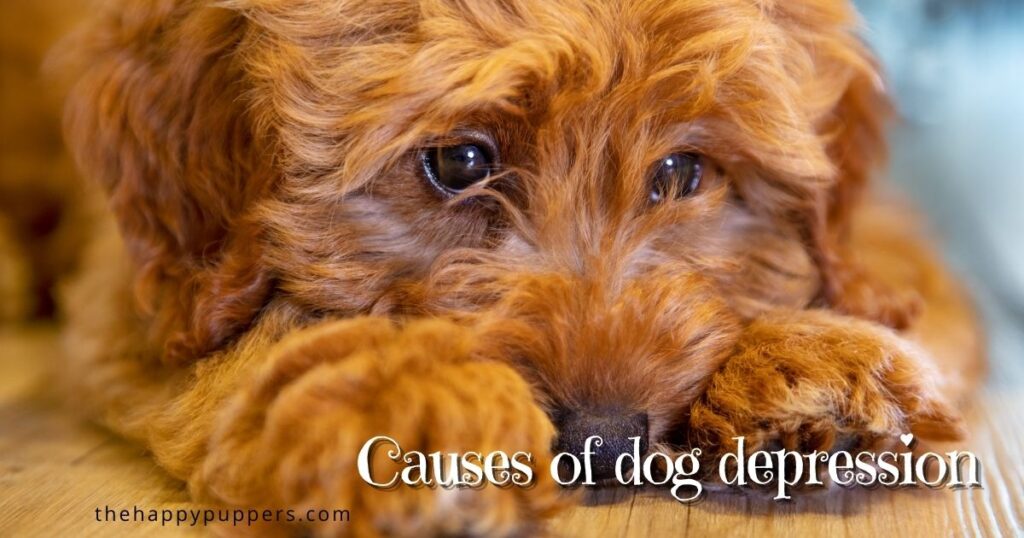 Causes of dog depression