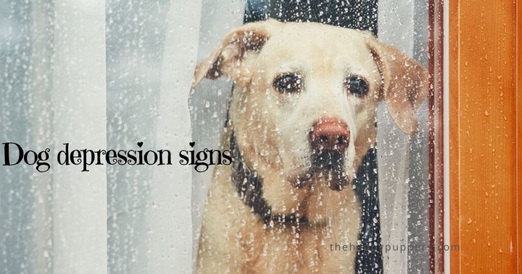 Dog depression signs