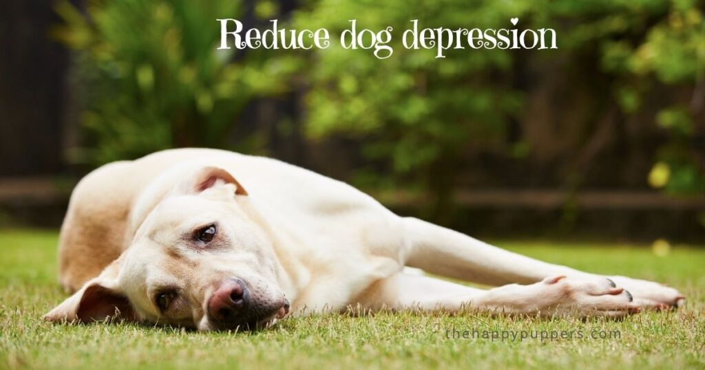 Reduce dog depression