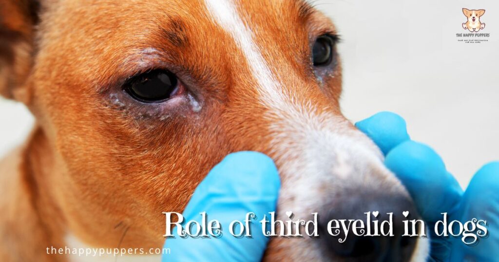 Role of third eyelid