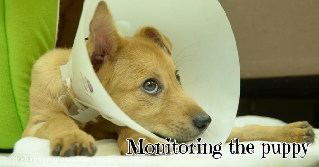 Monitoring the puppy
