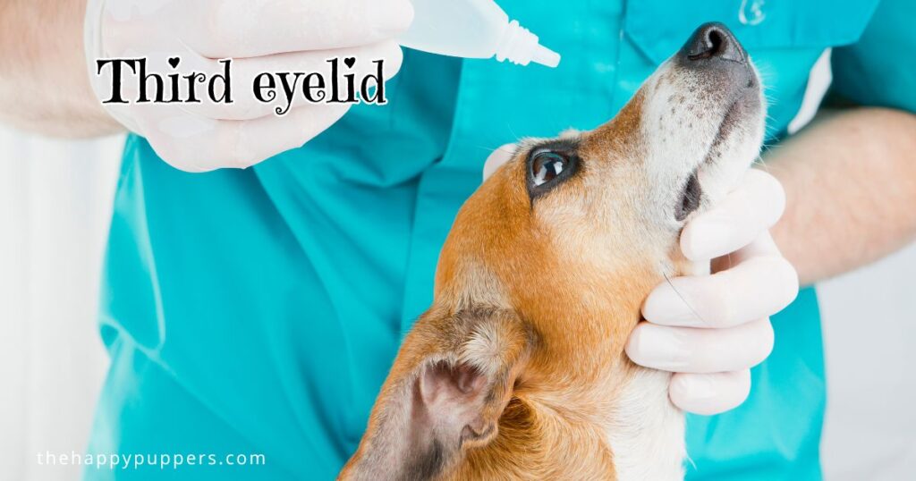 third eyelid in dogs