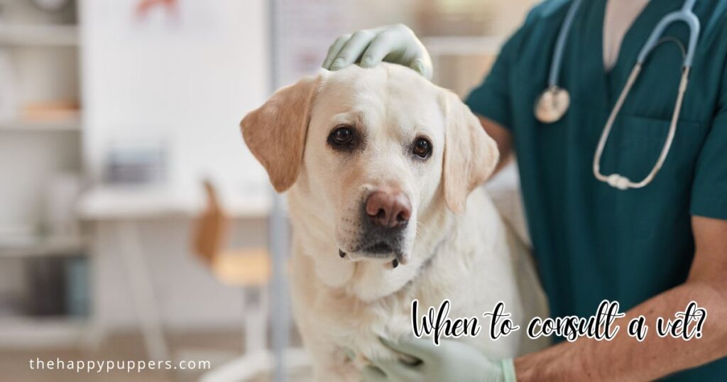 When to consult the vet?