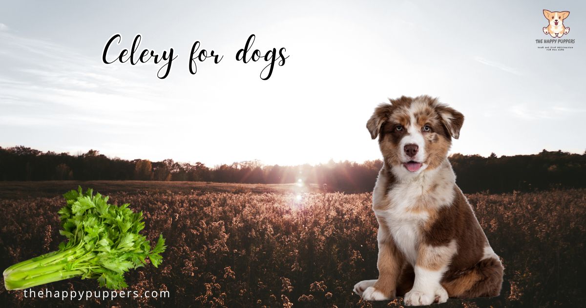 Celery for dogs? YES or NO? The Happy Puppers
