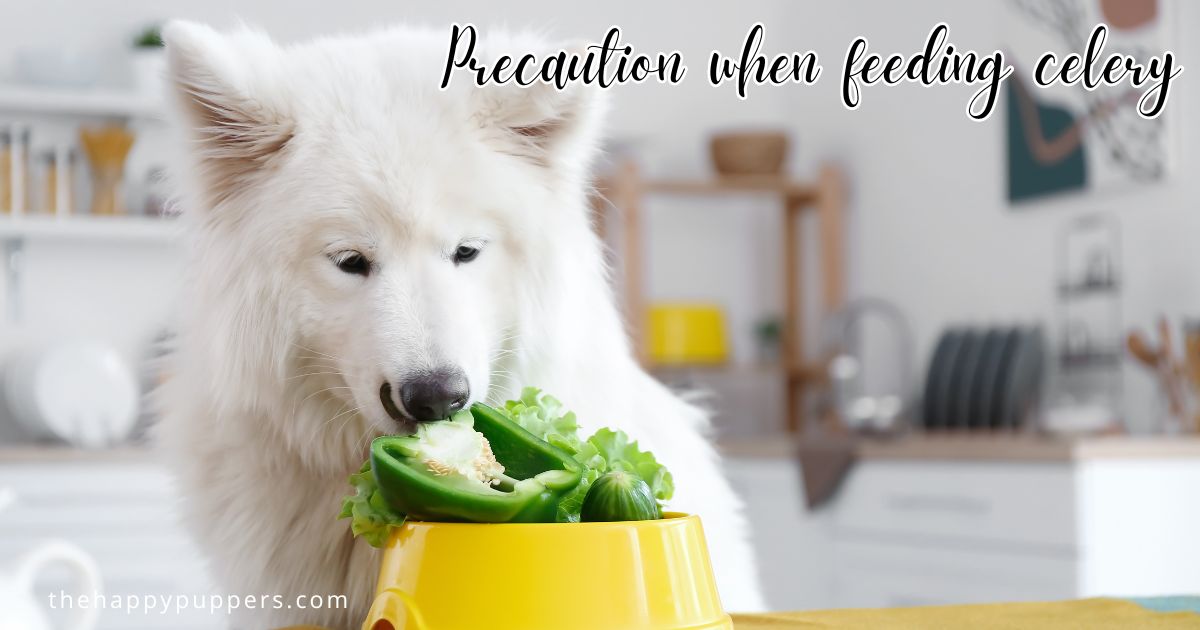 Celery for dogs? YES or NO? The Happy Puppers