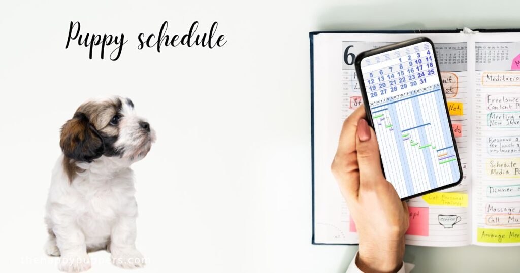 Puppy schedule