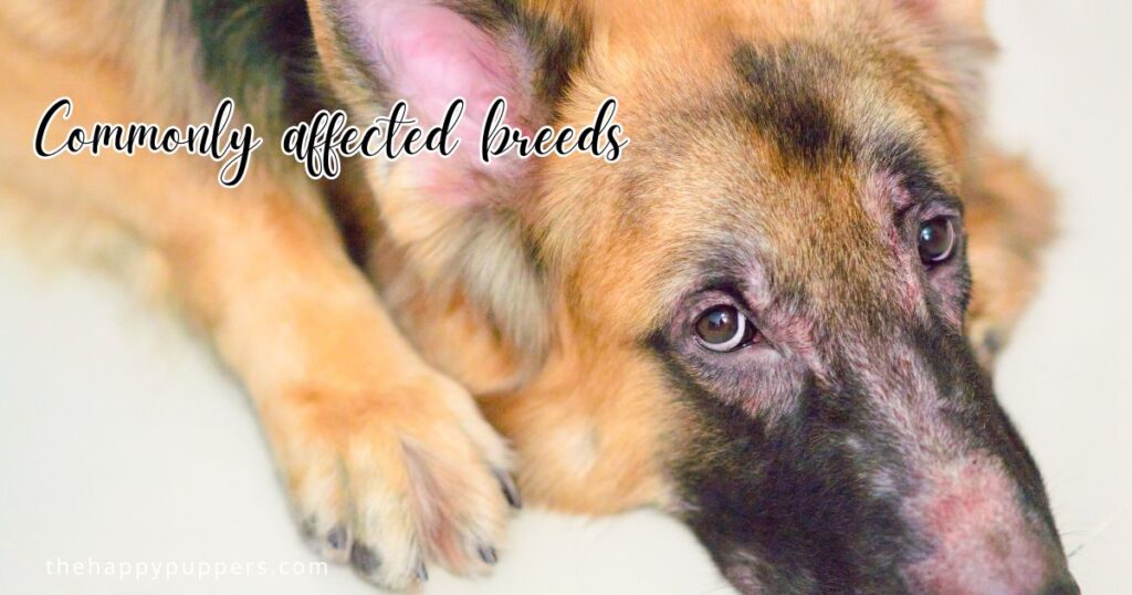 Commonly affected breeds