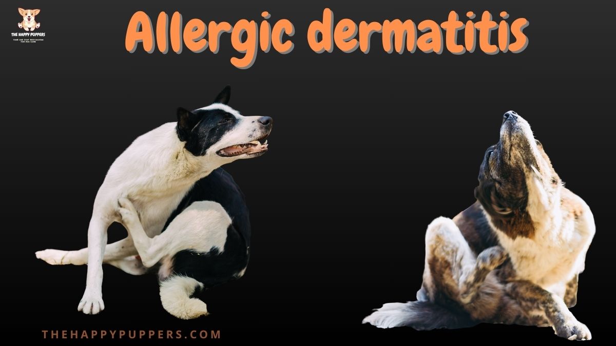 Allergic Dermatitis in Dogs An Overview The Happy Puppers