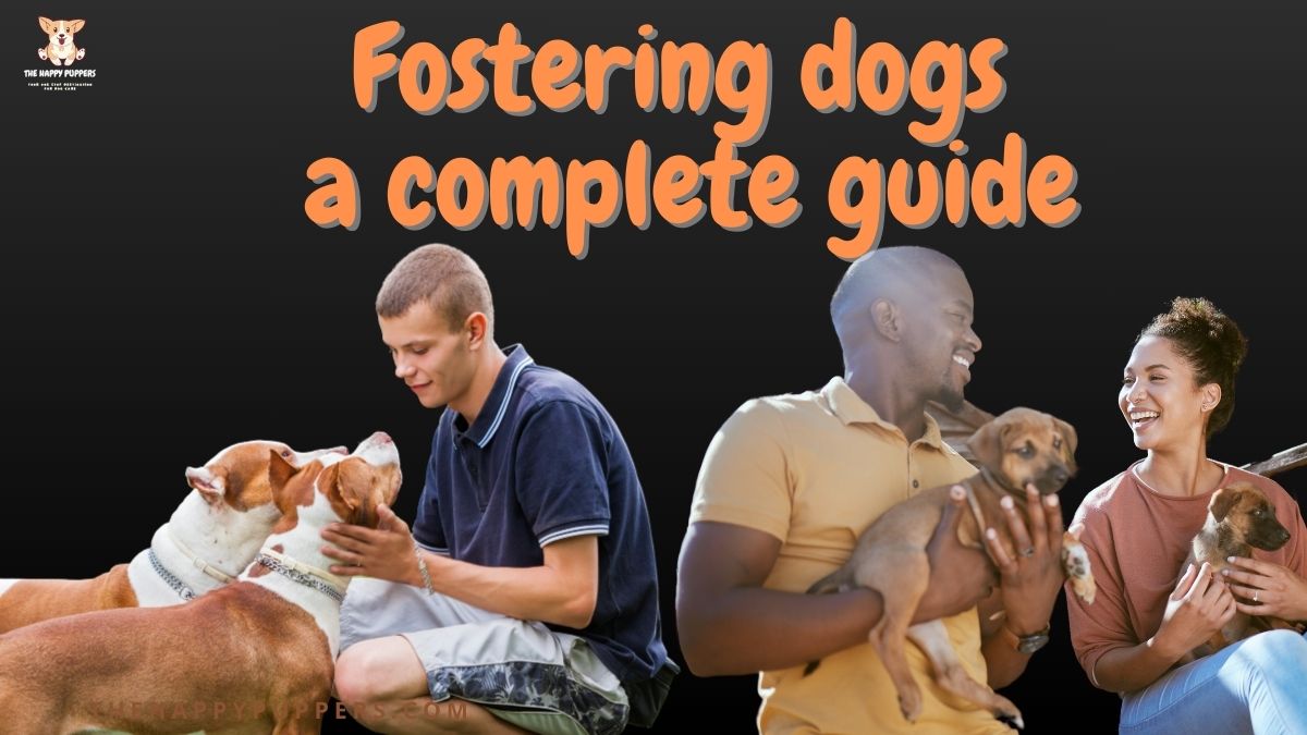 Dog fostering a complete guide The Happy Puppers