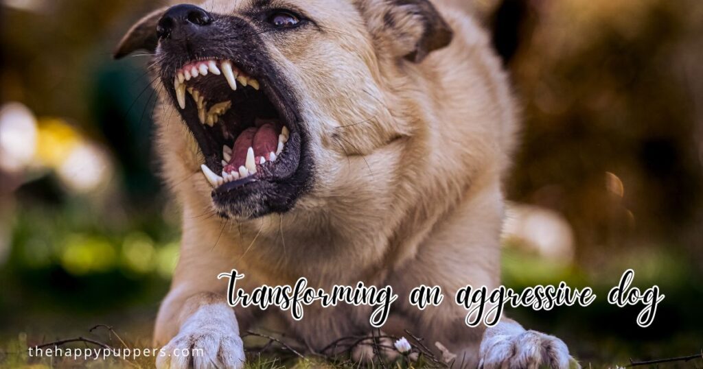 Transforming an aggressive dog