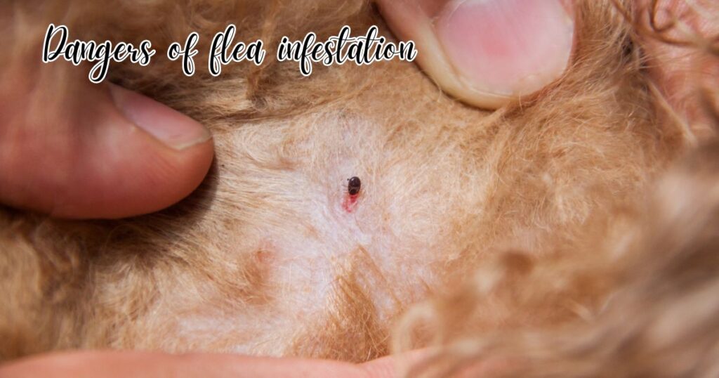Dangers of flea infestation