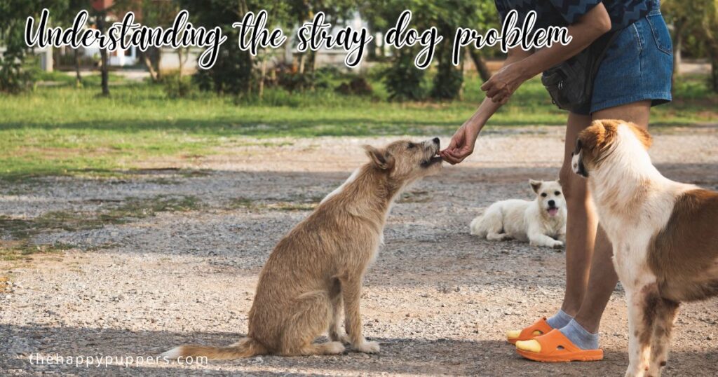 Understanding the stray dog problem