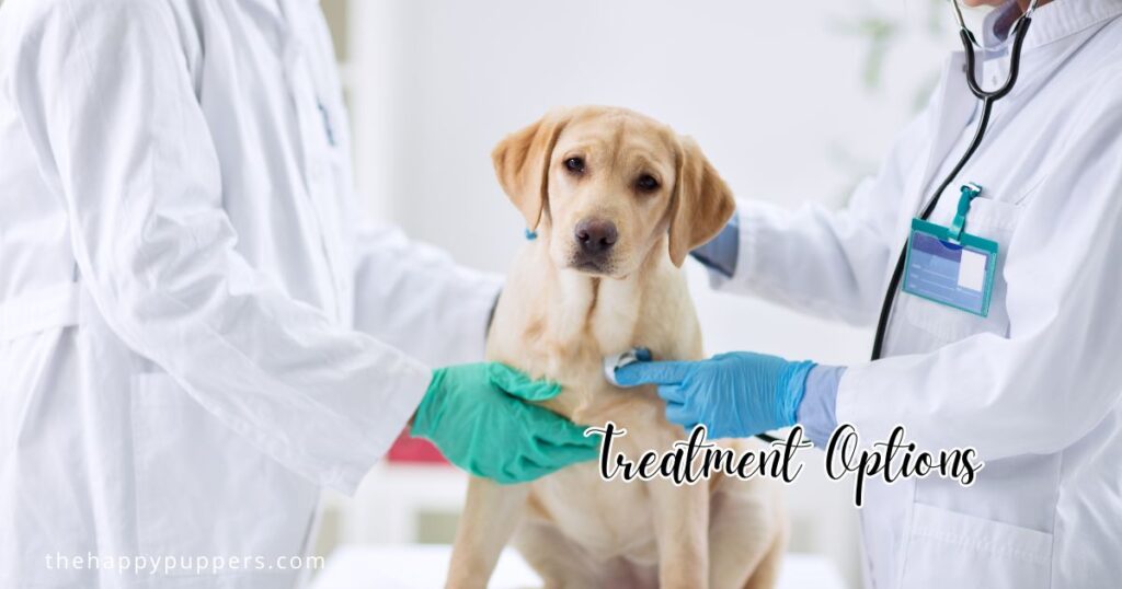 Pannus in dogs The Silent Vision Killer The Happy Puppers